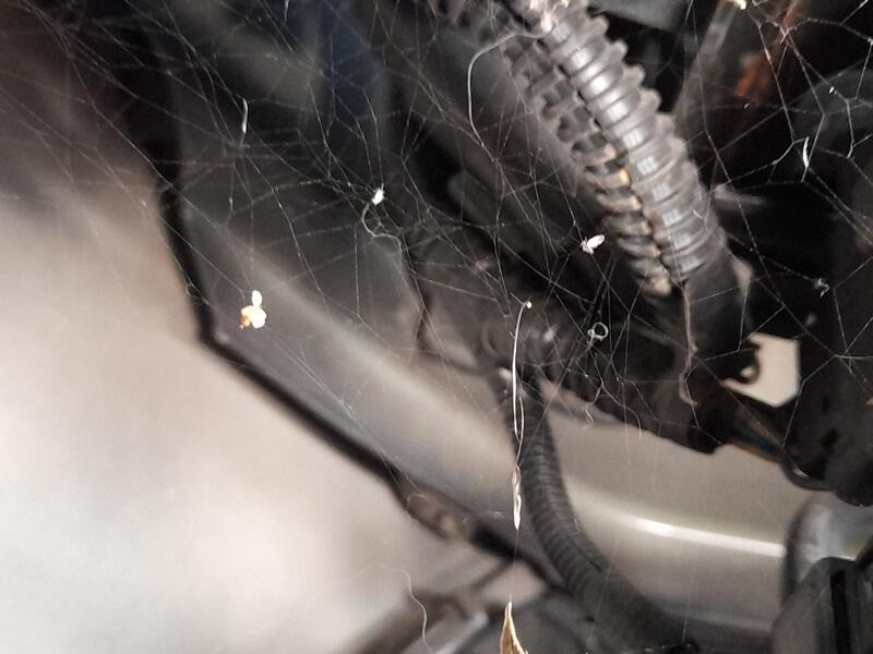 Recambio de refuerzo paragolpes delantero para ford focus iii 1.6 ecoboost referencia OEM IAM 1859725  