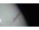 Recambio de aleta trasera derecha para smart coupe fortwo coupe cdi referencia OEM IAM   