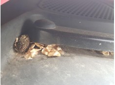 Recambio de motor limpia delantero para seat ibiza iv (6j5, 6p1) 1.0 tsi referencia OEM IAM 6R1955023C  