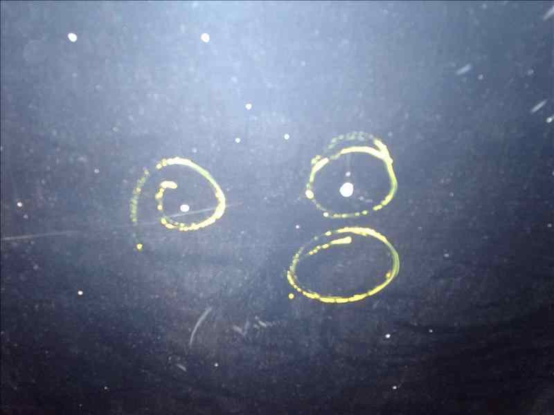 Recambio de capot para volkswagen sharan (7m8) 1.9 tdi referencia OEM IAM  1000002621516 