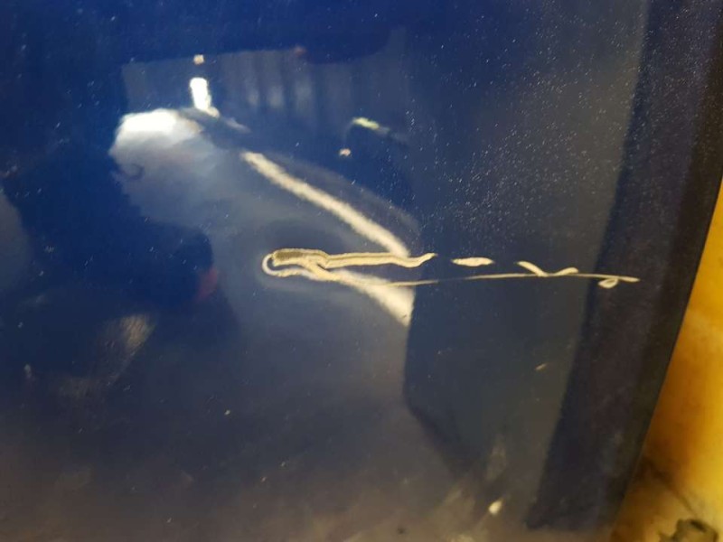 Recambio de puerta delantera derecha para seat leon (kl1) referencia OEM IAM 5FA831052B  TOCADA