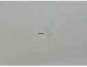 Recambio de puerta delantera izquierda para citroën c1 ii (pa_, ps_) 1.0 vti 72 referencia OEM IAM 1687145380 ROZADA TOCADA 