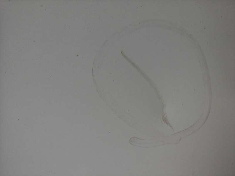 Recambio de puerta delantera derecha para peugeot boxer camión 335 l2 bluehdi 130 referencia OEM IAM   TOCADA