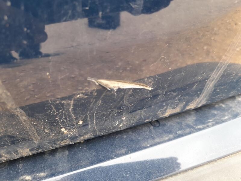 Recambio de porton trasero para citroën c5 aircross (ac_, aj_, ar_, a4_) 1.2 puretech 130 (arhnsj) referencia OEM IAM 1638184980