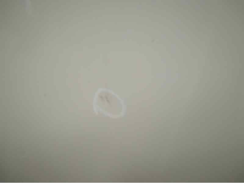 Recambio de puerta delantera derecha para fiat punto (evo) (199) dynamic referencia OEM IAM   TOCADA